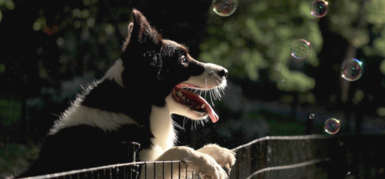 Hund, Seifenblasen